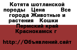 Котята шотланской породы › Цена ­ 40 - Все города Животные и растения » Кошки   . Пермский край,Краснокамск г.